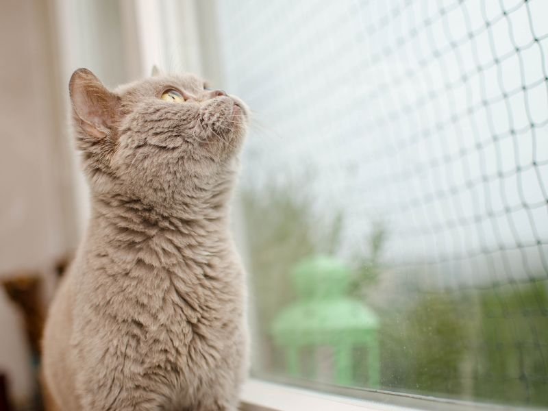 Telas de proteção para quadras em Belém