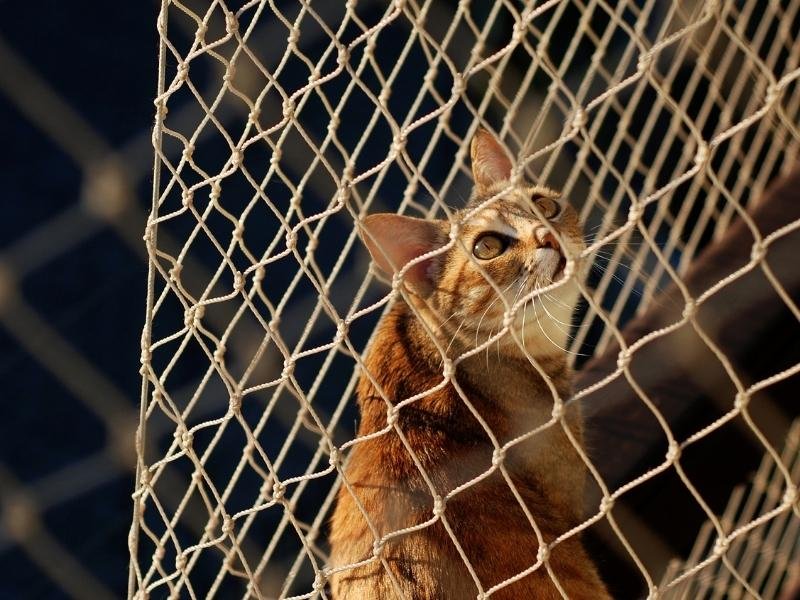 Rede para janelas com qualidade garantida em Ananindeua