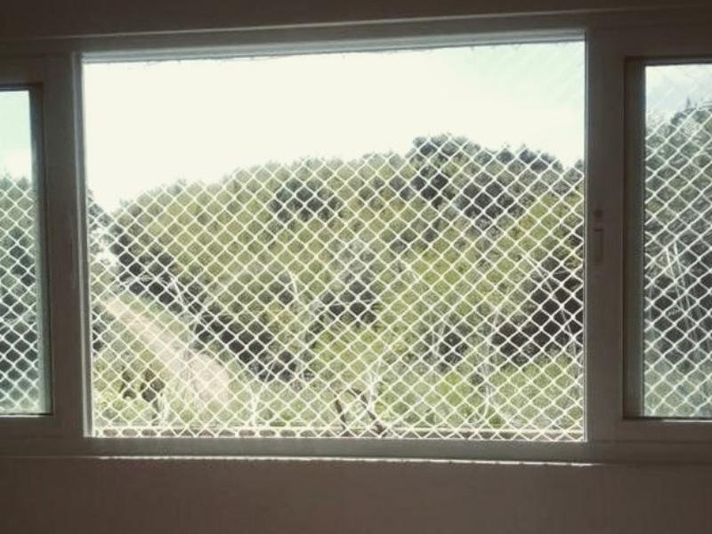 Rede de Proteção para Gatos em Belém Rede de Proteção para Gatos em Belém