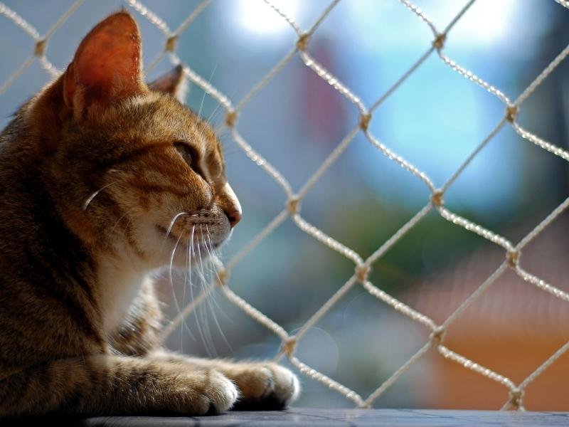Tela de segurança com qualidade garantida em Fátima, Belém