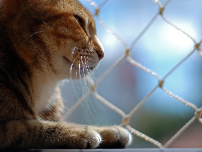 Rede de Proteção para Gatos em Belém Rede de Proteção para Gatos em Belém